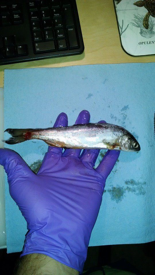 Fish specimen
