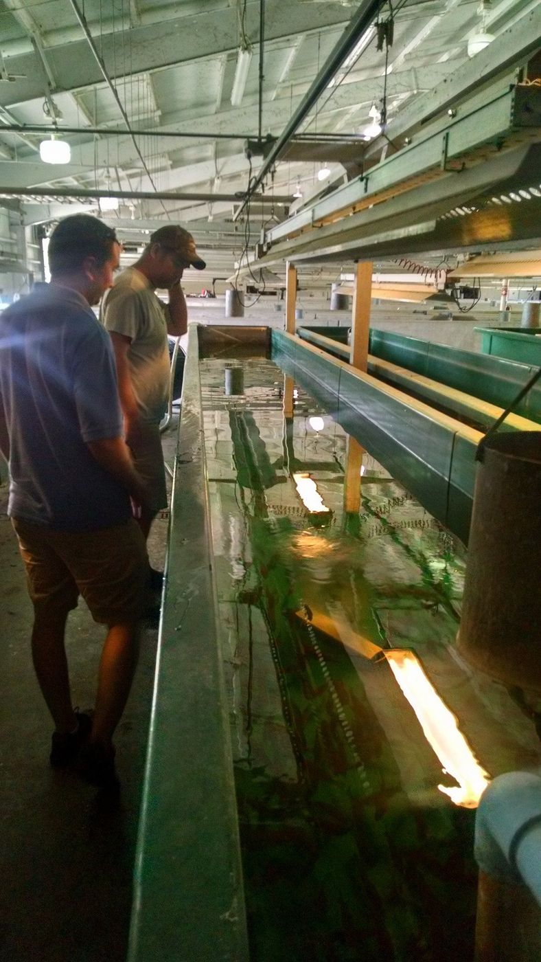 Hatchery inspection