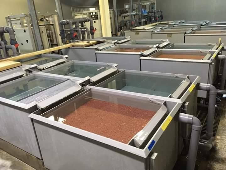 Hatchery tanks