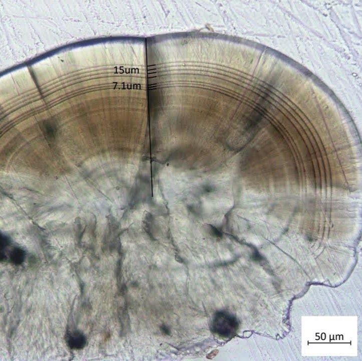 Otoliths prepared in a dish