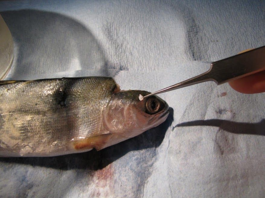 Otolith extraction