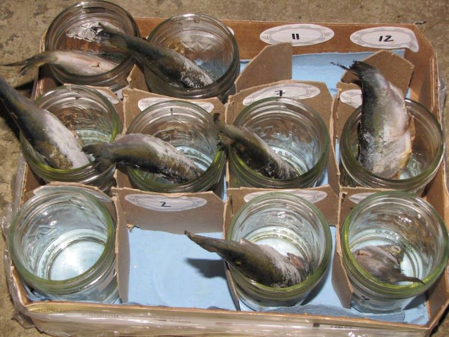 Preserved fish samples