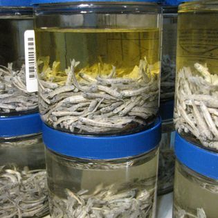 Preserved samples