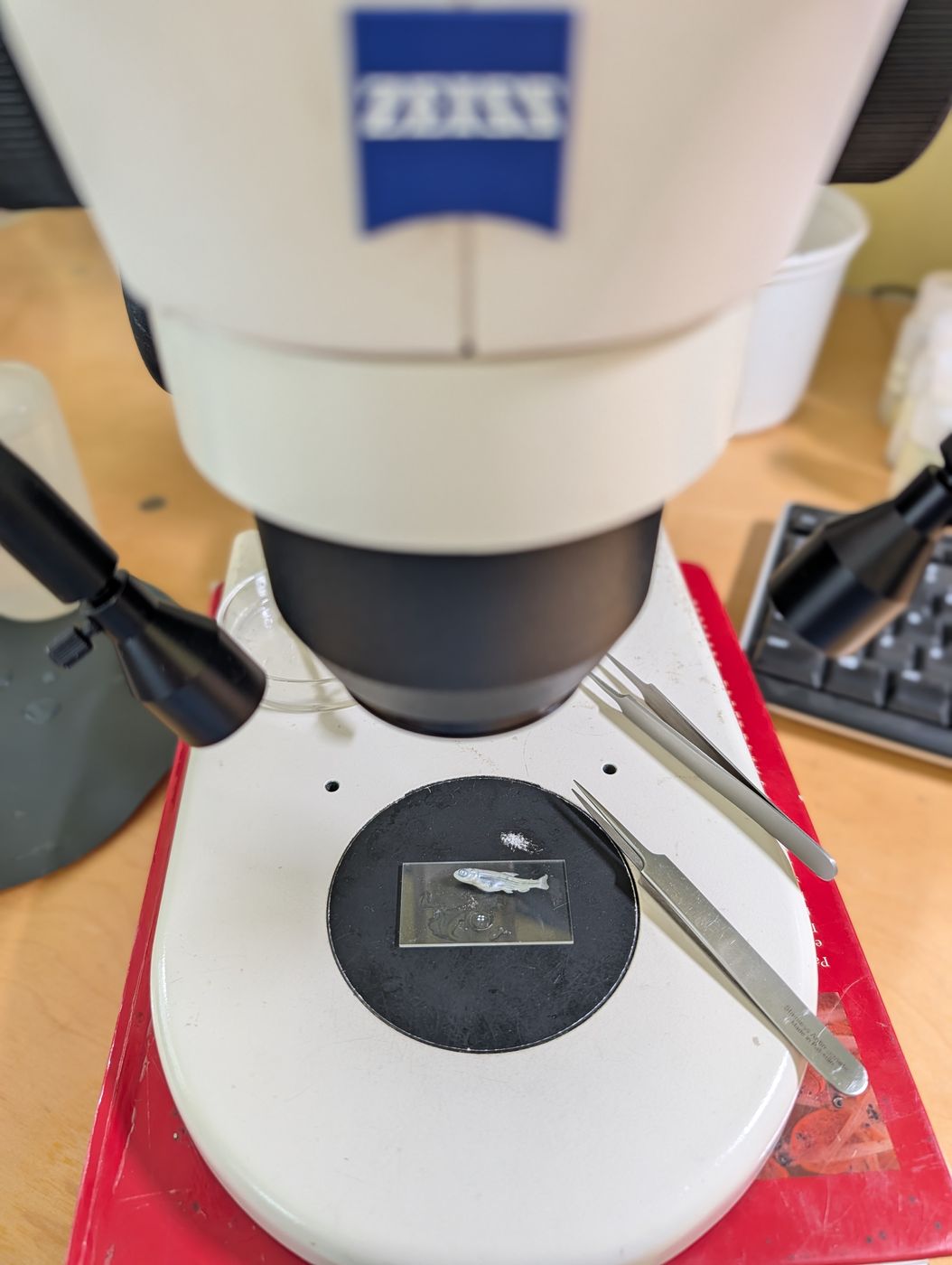 Fish dissection for voucher work